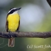 kiskadee_great_tar_h_0772_cos1105.jpg